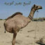 camel LEGEND