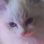 Cat Gaming