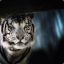 iiiWHITTIGERiii