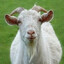 OH MAN I&#039;M A GOAT