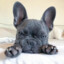 AiBunny11