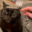 Spoon Cat