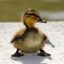 Petit_Canard