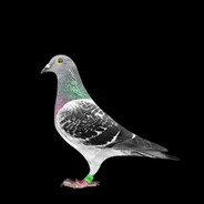 pigeon