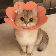 напердыш 2.0