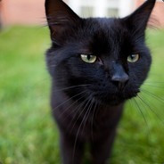black_cat