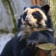 Niedzwiedź Andyjski