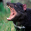 Tasmanian Devil