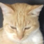 TheLazyCat_16