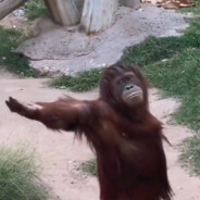 蟑螂恶霸守护坤坤