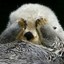 otter