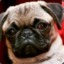PUGnasilds