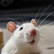 CRAZY ПАЦЮК С ЛНР