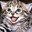 softkittycat