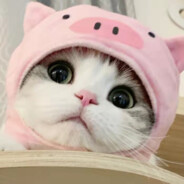 最阔爱的小猫咪