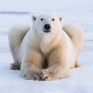 Polar Bear