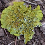 Собачья КАКАШКА