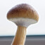 FunkyFungi