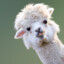 Alpaca