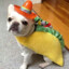 PERRO TACO