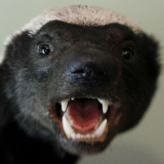 honeybadger - steam id 76561197965552041