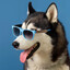 Husky