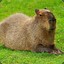 CapibaraSudato97