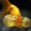 goldfishish