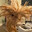 FrothyChicken