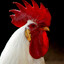 White Rooster