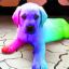 Rainbow Dog