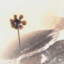 inconspicuous plantform
