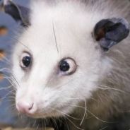 Possum King's avatar