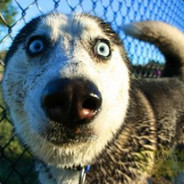 盗号的你妈死了