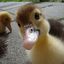 Fuzzy Baby Ducks