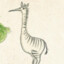 zebra ostrich