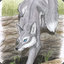 Gray Fox D7
