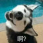 会急刹的新司机