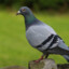 Pigeon