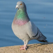 Ronnie The Pidgeon Steam avatar