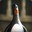 Le Pingouin Malsain