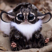Gizmo avatar