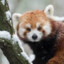 RedPanda
