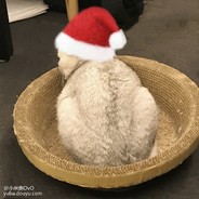 你家电瓶车我偷的