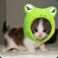 Kitty Frog