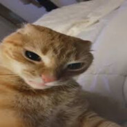 Gorgel