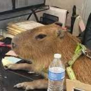 CAPIVARA