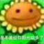 给多阳光的向日葵