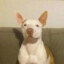 DogDev