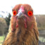 Pollo_Siniestro!
